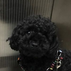 Meet your Posher, Gyeongmin